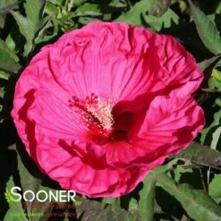 SUMMER IN PARADISE HARDY HIBISCUS 7 SUMMER IN PARADISE HARDY HIBISCUS -SOONER PLANT FARM Sales DETA3 3774