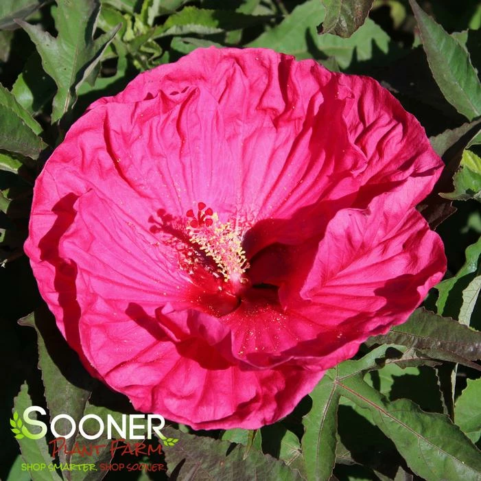 SUMMER IN PARADISE HARDY HIBISCUS 5 SUMMER IN PARADISE HARDY HIBISCUS - Image 3