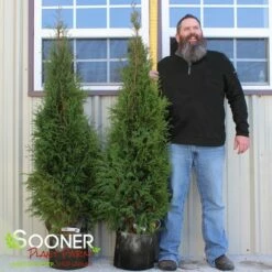 FULL SPEED A HEDGE® ARBORVITAE 7 FULL SPEED A HEDGE® ARBORVITAE -SOONER PLANT FARM Sales DETA3 3796