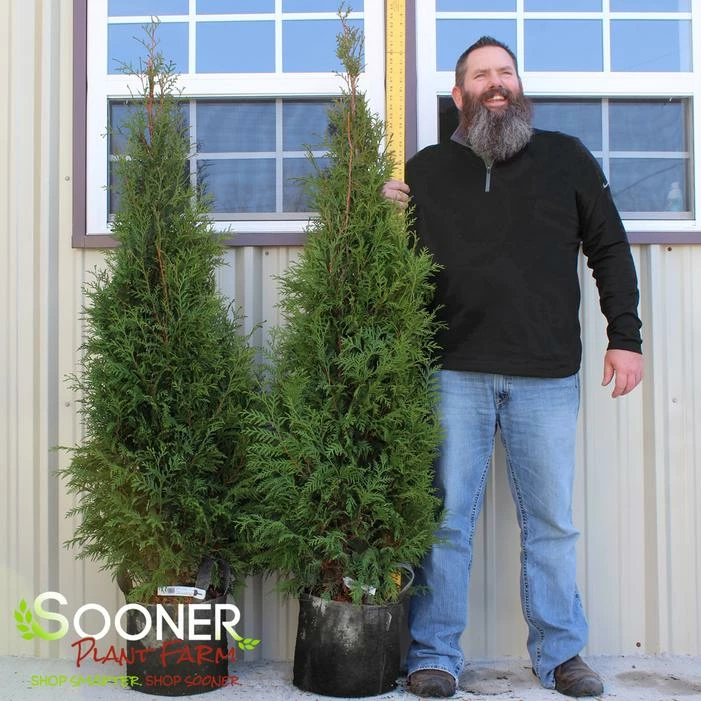 FULL SPEED A HEDGE® ARBORVITAE 5 FULL SPEED A HEDGE® ARBORVITAE - Image 3