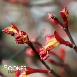 KATSURA NISHIKI UPRIGHT JAPANESE MAPLE -SOONER PLANT FARM Sales DETA3 3861