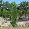 SKYWALKER™ ARBORVITAE 1 SKYWALKER™ ARBORVITAE -SOONER PLANT FARM Sales DETA3 3933