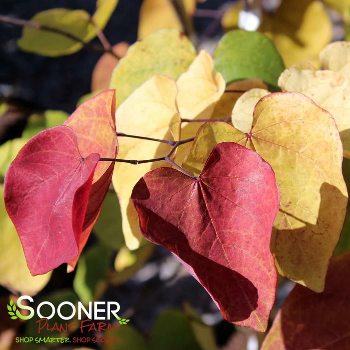 FLAME THROWER® REDBUD 4 FLAME THROWER® REDBUD - Image 2