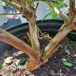 TIANSHAN® SEVEN SON FLOWER -SOONER PLANT FARM Sales DETA3 4185