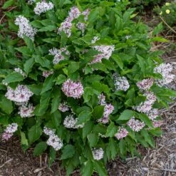 LITTLE LADY™ LILAC 7 LITTLE LADY™ LILAC -SOONER PLANT FARM Sales DETA3 4205