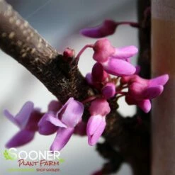 ALLEY CAT VARIEGATED REDBUD 7 ALLEY CAT VARIEGATED REDBUD -SOONER PLANT FARM Sales DETA3 4214