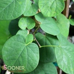 VANILLA TWIST WEEPING REDBUD 8 VANILLA TWIST WEEPING REDBUD -SOONER PLANT FARM Sales DETA3 4215