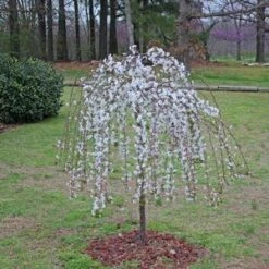 SNOW FOUNTAIN WEEPING FLOWERING CHERRY 11 SNOW FOUNTAIN WEEPING FLOWERING CHERRY -SOONER PLANT FARM Sales DETA3 433