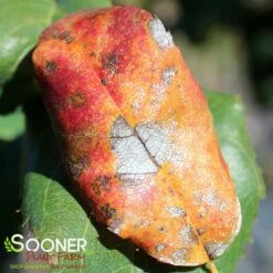 ROBIN HILL SERVICEBERRY -SOONER PLANT FARM Sales DETA3 435