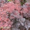 ROYAL PURPLE SMOKETREE -SOONER PLANT FARM Sales DETA3 436