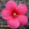 CAROUSEL® PINK PASSION HARDY HIBISCUS -SOONER PLANT FARM Sales DETA3 4362