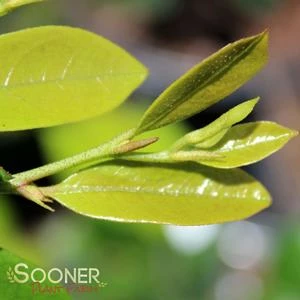 EMERALD HEIGHTS® DISTYLIUM 4 EMERALD HEIGHTS® DISTYLIUM - Image 2