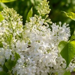 NEW AGE™ WHITE LILAC -SOONER PLANT FARM Sales DETA3 4639