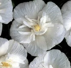 WHITE CHIFFON® ALTHEA -SOONER PLANT FARM Sales DETA3 469