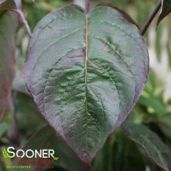 SUPER PRINCESS DOGWOOD 7 SUPER PRINCESS DOGWOOD -SOONER PLANT FARM Sales DETA3 4699