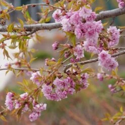 WEEPING EXTRAORDINAIRE™ FLOWERING CHERRY 7 WEEPING EXTRAORDINAIRE™ FLOWERING CHERRY -SOONER PLANT FARM Sales DETA3 4734