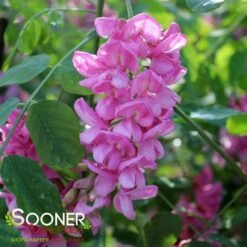 PURPLE ROBE™ BLACK LOCUST 7 PURPLE ROBE™ BLACK LOCUST -SOONER PLANT FARM Sales DETA3 4741