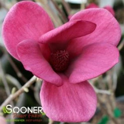GENIE MAGNOLIA -SOONER PLANT FARM Sales DETA3 4785