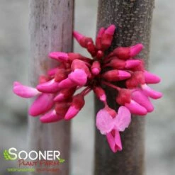 TENNESSEE PINK REDBUD 8 TENNESSEE PINK REDBUD -SOONER PLANT FARM Sales DETA3 4802
