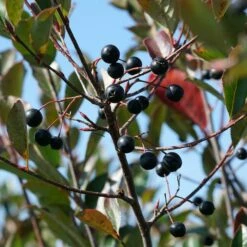 LOW SCAPE® SNOWFIRE® CHOKEBERRY 9 LOW SCAPE® SNOWFIRE® CHOKEBERRY -SOONER PLANT FARM Sales DETA3 4828