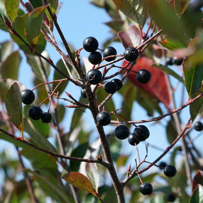 LOW SCAPE® SNOWFIRE® CHOKEBERRY 6 LOW SCAPE® SNOWFIRE® CHOKEBERRY - Image 4