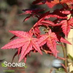 BENI MAIKO UPRIGHT JAPANESE MAPLE 7 BENI MAIKO UPRIGHT JAPANESE MAPLE -SOONER PLANT FARM Sales DETA3 4895