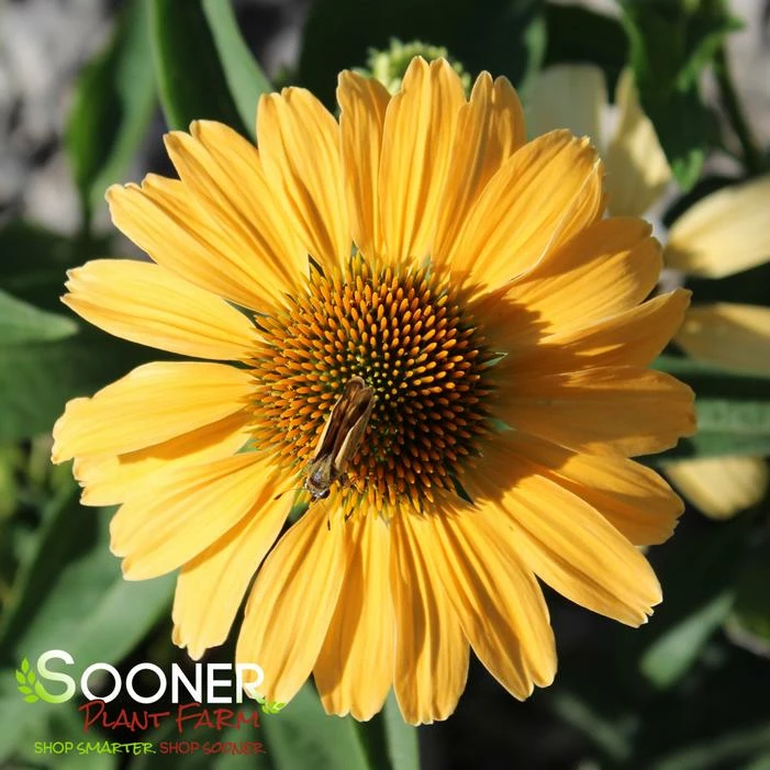 COLOR CODED® ONE IN A MELON CONEFLOWER 3 COLOR CODED® ONE IN A MELON CONEFLOWER