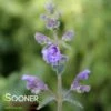 WALKER'S LOW CATMINT -SOONER PLANT FARM Sales DETA3 504