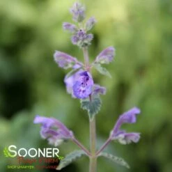 WALKER'S LOW CATMINT