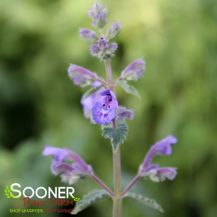 WALKER'S LOW CATMINT 3 WALKER'S LOW CATMINT