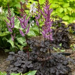 DARK SIDE OF THE MOON ASTILBE 8 DARK SIDE OF THE MOON ASTILBE -SOONER PLANT FARM Sales DETA3 5051