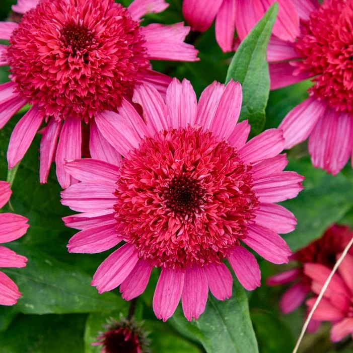 DOUBLE CODED® RASPBERRY BERET CONEFLOWER 4 DOUBLE CODED® RASPBERRY BERET CONEFLOWER - Image 2