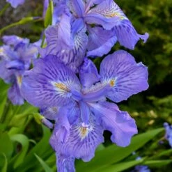 MING TREASURE IRIS 7 MING TREASURE IRIS -SOONER PLANT FARM Sales DETA3 5073