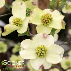 CLOUD 9 DOGWOOD 9 CLOUD 9 DOGWOOD -SOONER PLANT FARM Sales DETA3 5097