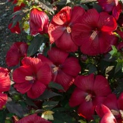 HEAD OVER HEELS® DESIRE™ HARDY HIBISCUS -SOONER PLANT FARM Sales DETA3 5134