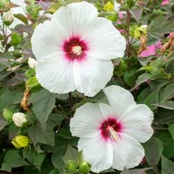HEAD OVER HEELS® DREAM™ HARDY HIBISCUS 6 HEAD OVER HEELS® DREAM™ HARDY HIBISCUS -SOONER PLANT FARM Sales DETA3 5135