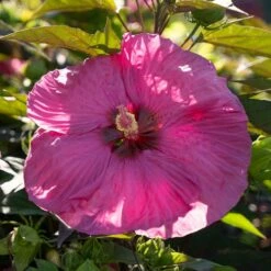 HEAD OVER HEELS® PASSION™ HARDY HIBISCUS -SOONER PLANT FARM Sales DETA3 5136