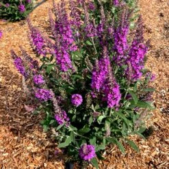 BIRTHDAY CAKE™ BUTTERFLY BUSH -SOONER PLANT FARM Sales DETA3 5194