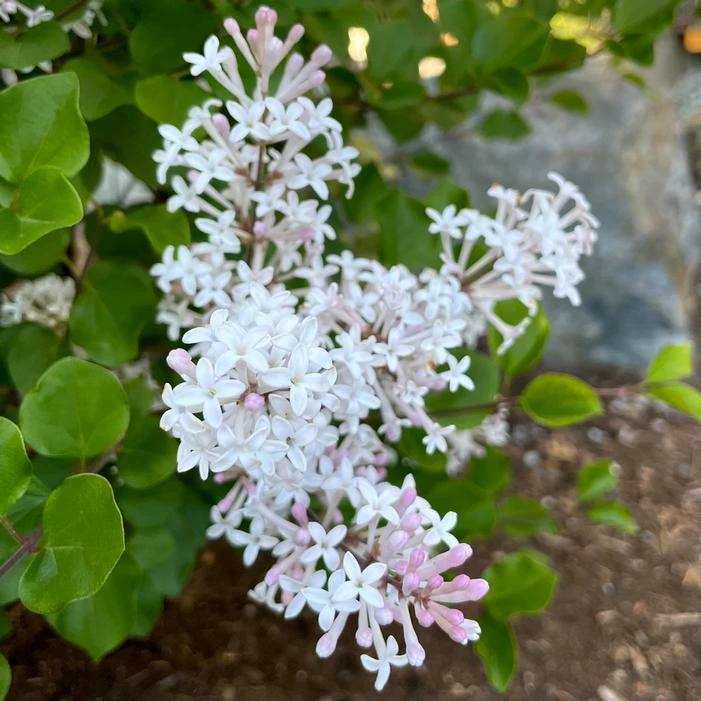 PEARL POTION™ LILAC 5 PEARL POTION™ LILAC - Image 3