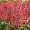 RADIUS ASTILBE 2 RADIUS ASTILBE -SOONER PLANT FARM Sales DETA3 5253