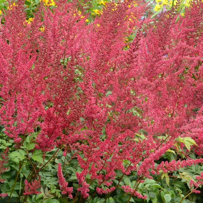 RADIUS ASTILBE 3 RADIUS ASTILBE
