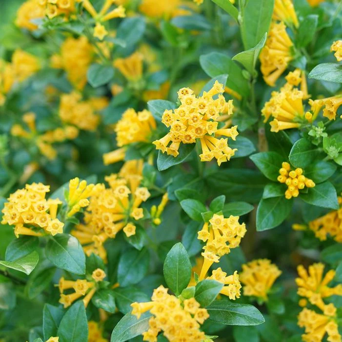 JUICED™ ORANGE JESSAMINE 4 JUICED™ ORANGE JESSAMINE - Image 2