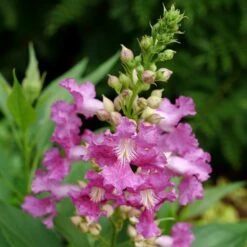 EL NIÑO™ CHITALPA