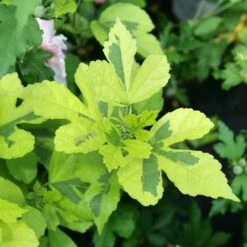 PARAPLU ADORNED™ ALTHEA -SOONER PLANT FARM Sales DETA3 5270