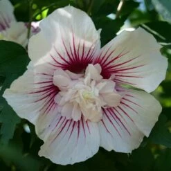 STARBLAST CHIFFON™ ALTHEA -SOONER PLANT FARM Sales DETA3 5276