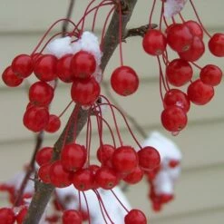 SWEET SUGAR TYME® CRABAPPLE -SOONER PLANT FARM Sales DETA3 5288