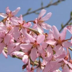 PINK SNOW SHOWERS™ WEEPING CHERRY 10 PINK SNOW SHOWERS™ WEEPING CHERRY -SOONER PLANT FARM Sales DETA3 5289