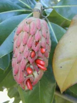 SOUTHERN MAGNOLIA 9 SOUTHERN MAGNOLIA -SOONER PLANT FARM Sales DETA3 53