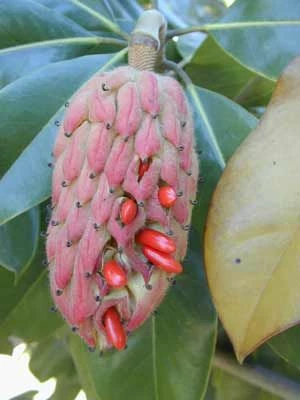 SOUTHERN MAGNOLIA 5 SOUTHERN MAGNOLIA - Image 3