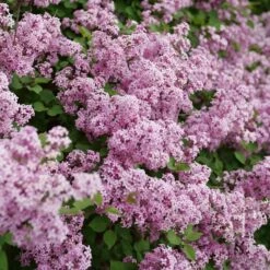 BLOOMERANG® PURPINK™ LILAC -SOONER PLANT FARM Sales DETA3 5304